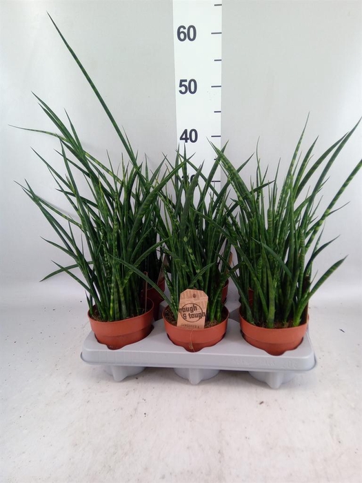<h4>Sansevieria  'Fernwood'</h4>