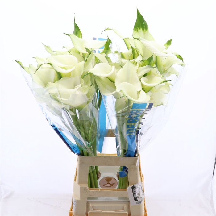 <h4>Calla Ventura | Dubbelbloemig</h4>