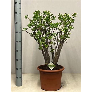 Crass Ovata