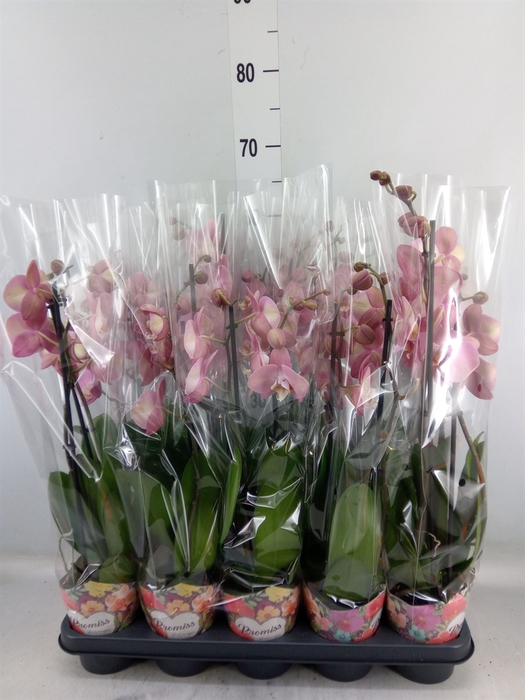 <h4>Phalaenopsis   ...rose</h4>