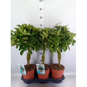 Schefflera arbor. 'Compacta'