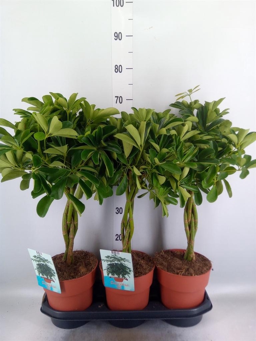<h4>Schefflera arbor. 'Compacta'</h4>