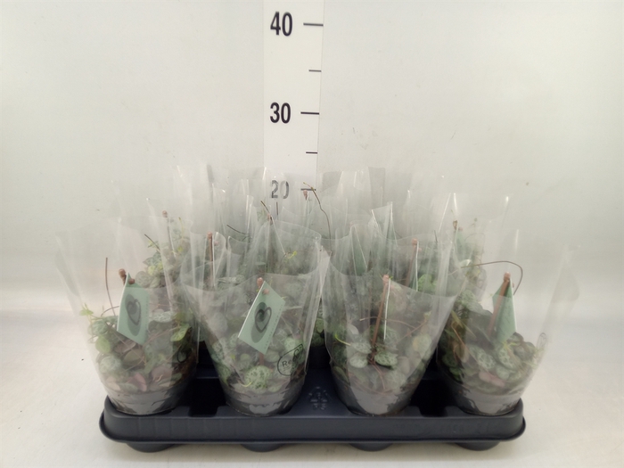 <h4>Ceropegia woodii ssp. woodii</h4>