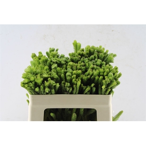 Kaaps Brunia Albiflora Green