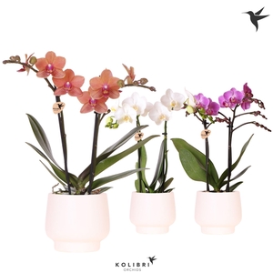 Kolibri Orchids Phalaenopsis mix 2 spike in Scandic pot white