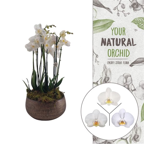 <h4>Your Natural Orchid | 3 x 3 tak wit in Ryan bowl | Phal.</h4>