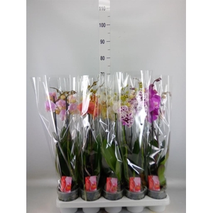 Phalaenopsis   ...mix