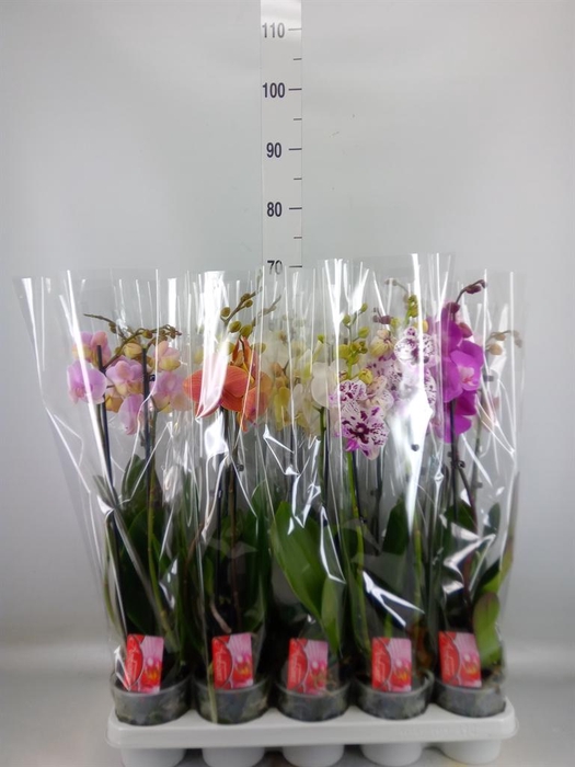 <h4>Phalaenopsis   ...mix</h4>