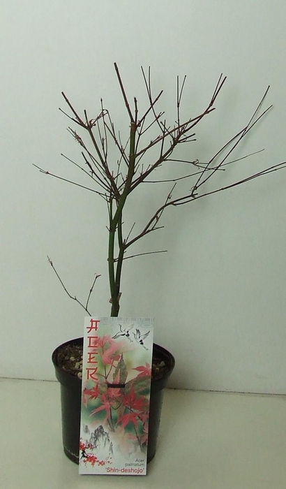 <h4>Acer palmatum 'Shin-deshojo' P19</h4>