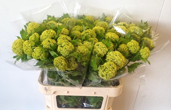 <h4>VIBURNUM ROSEUM ST</h4>