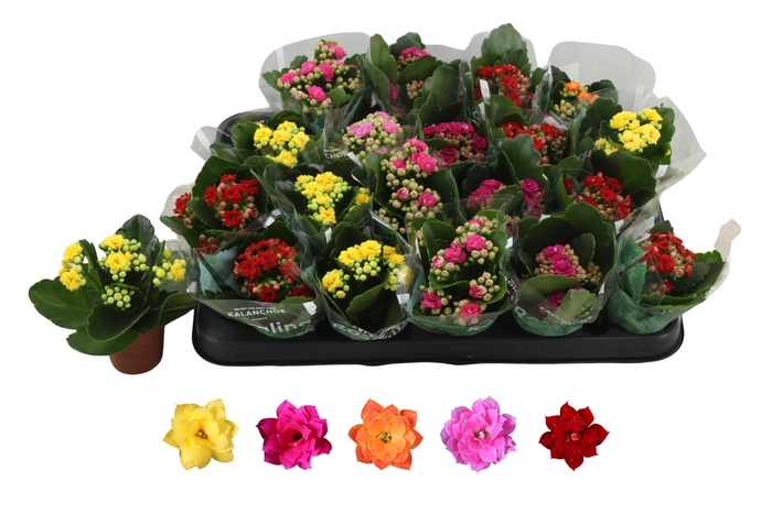 <h4>KAL GE RO GEM 5 KL</h4>