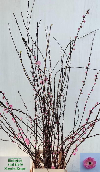 <h4>PRUNUS TRILOBA VERT</h4>