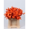 Ruscus Orange