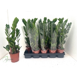 ZAMIO ZAMIIFOLIA