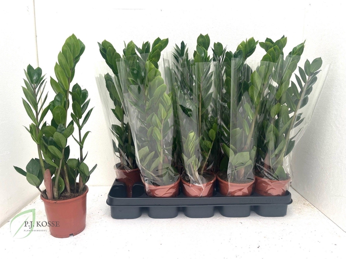 <h4>ZAMIO ZAMIIFOLIA</h4>