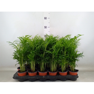 Chamaedorea elegans