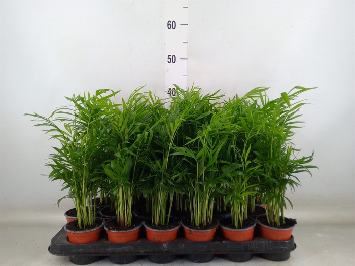 <h4>Chamaedorea elegans</h4>