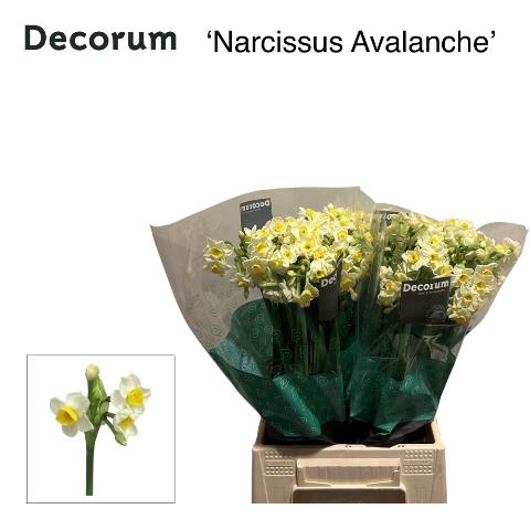 <h4>NARC TA AVALANCHE</h4>