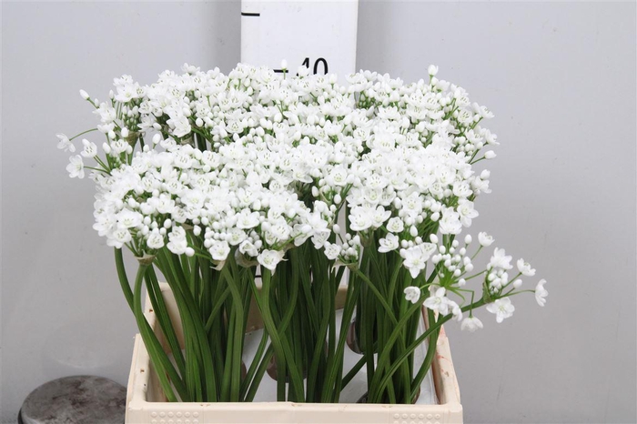 <h4>Allium Flocon</h4>