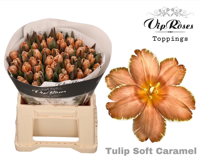 <h4>Tu En Vip Soft Caramel</h4>
