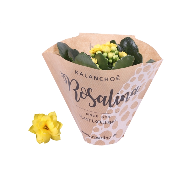 <h4>Kalanchoe Rosalina 06cm geel in papieren hoes</h4>