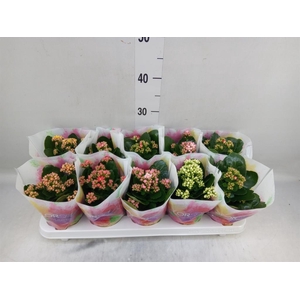 Kalanchoe blos.   ..rosebud mix  5