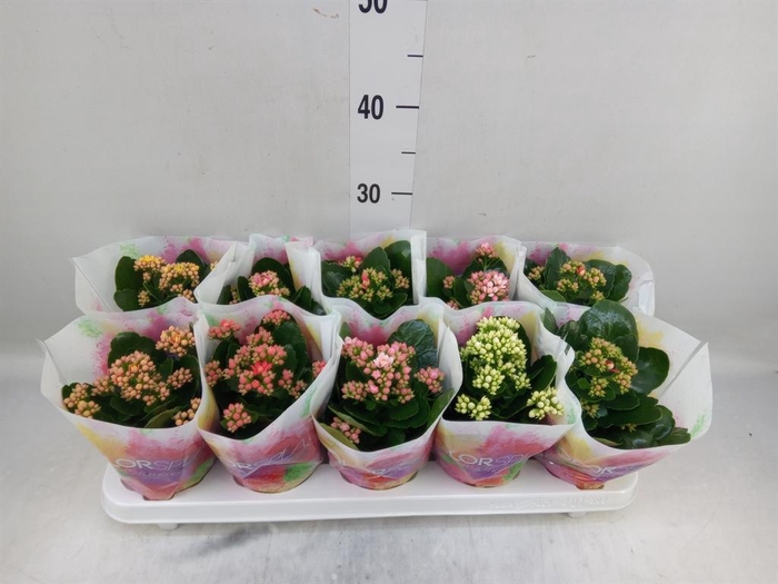 <h4>Kalanchoe blos.   ..rosebud mix  5</h4>