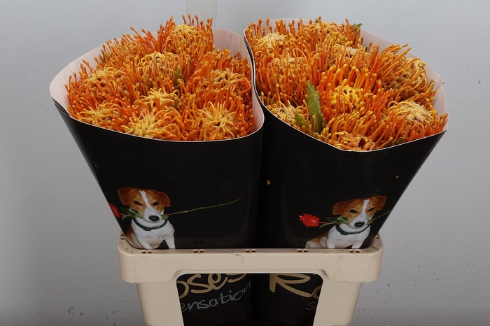 <h4>Protea Leuco Ov</h4>