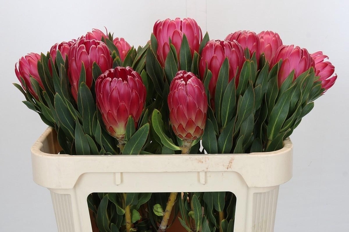 <h4>Protea Brenda</h4>