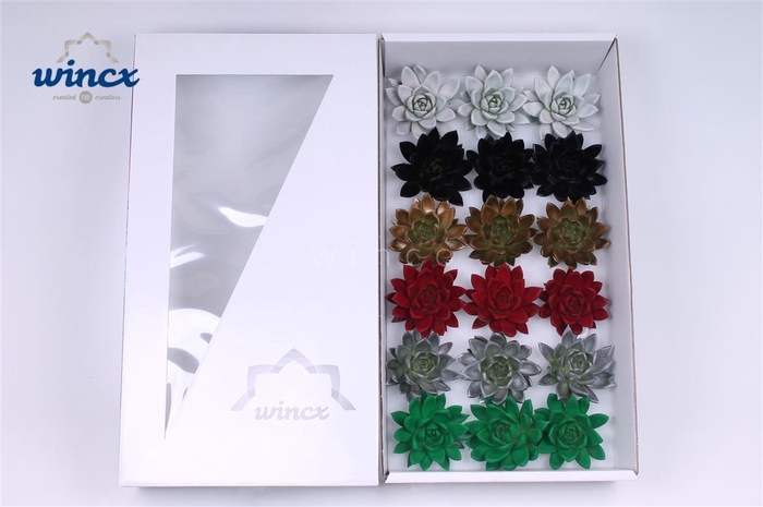 Echeveria Paint Christmas Mix (wincx) Cutfl