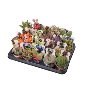 CACTUS + SUCCU GEM