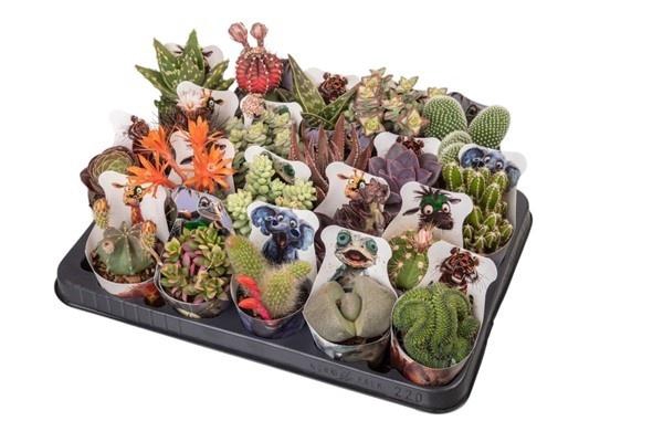 <h4>CACTUS + SUCCU GEM</h4>