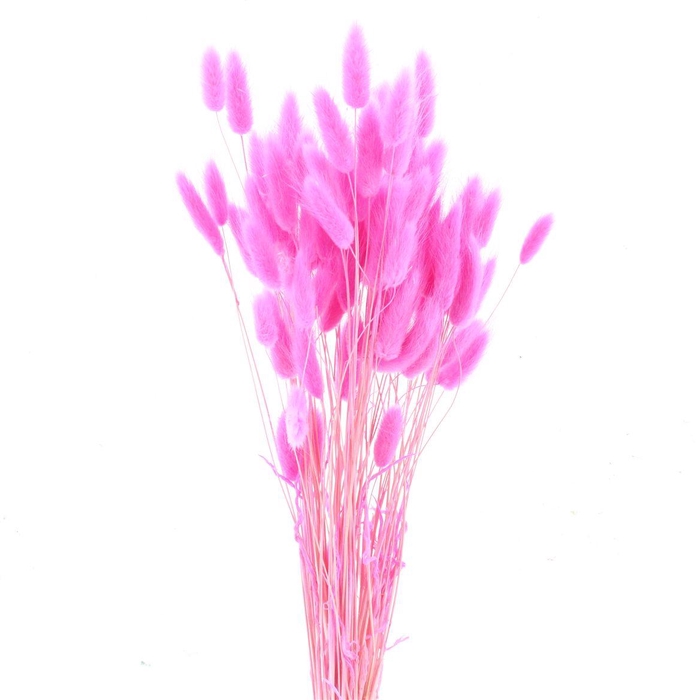 <h4>Dried Lagurus Bleached Light Cerise Bs</h4>