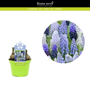 Muscari   ...