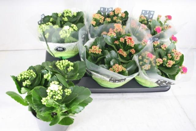 <h4>KAL GE GEM 4 KL</h4>