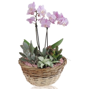 Collectie Lenn Arrangement Phalaenopsis in Mand 25 cm