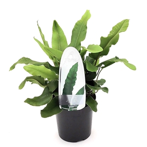 Asplenium scolopendrium ES11 0,7l