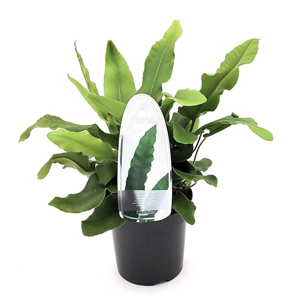 <h4>Asplenium scolopendrium ES11 0,7l</h4>