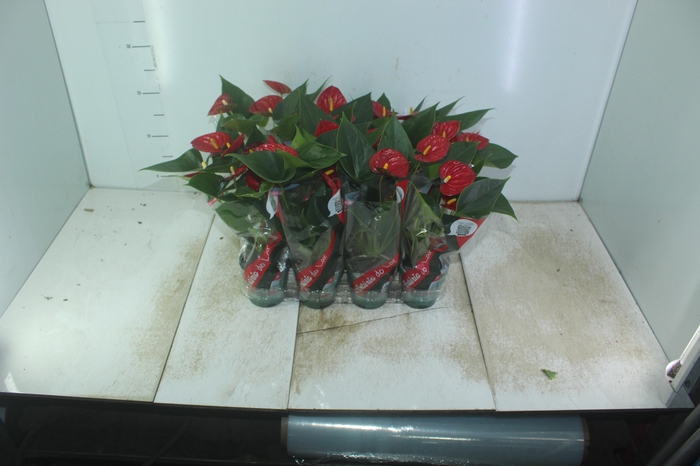 <h4>ANTHURIUM RED SUCCESS P09</h4>