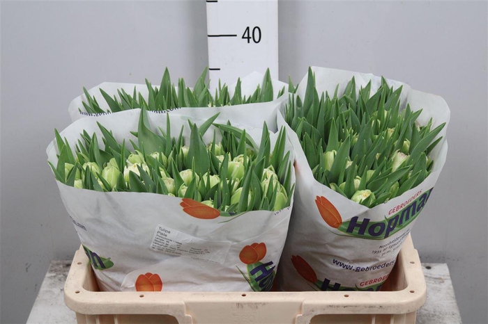 <h4>Tu Du Piste</h4>