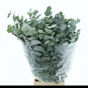 EUC CINEREA PER BOS