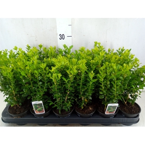 Buxus semp.   ...