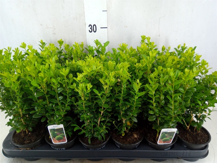 <h4>Buxus semp.   ...</h4>