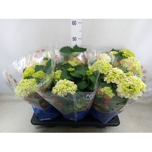 Hydrangea mac. 'Crystal Palace'