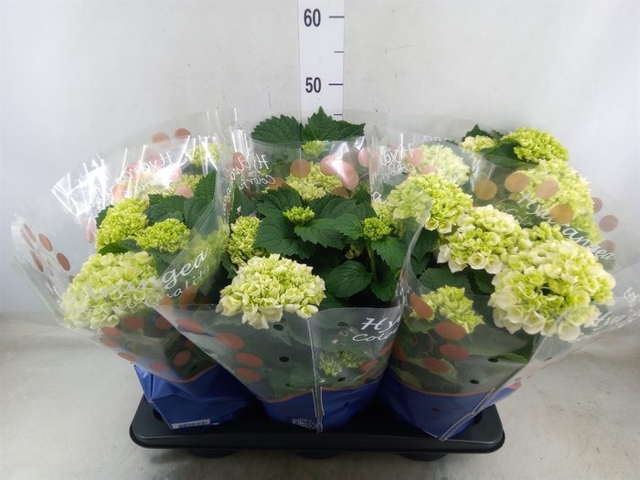 <h4>Hydrangea mac. 'Crystal Palace'</h4>