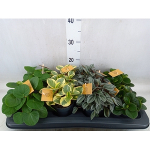 Peperomia   ...mix