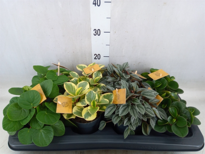 <h4>Peperomia   ...mix</h4>