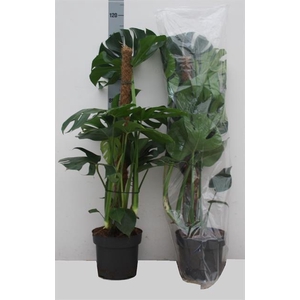 MONSTERA DELICIOSA