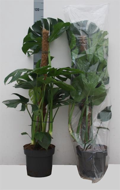 MONSTERA DELICIOSA
