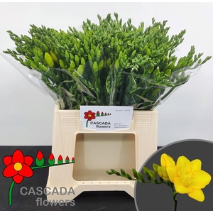 Freesia enk Valerie